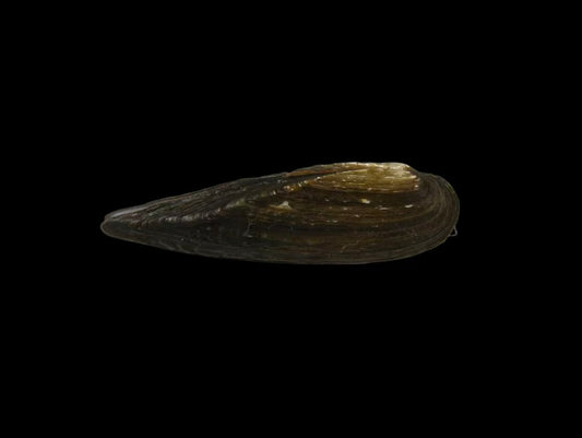 Lanceolaria cylindrica slender freshwater mussel from Jilin, China