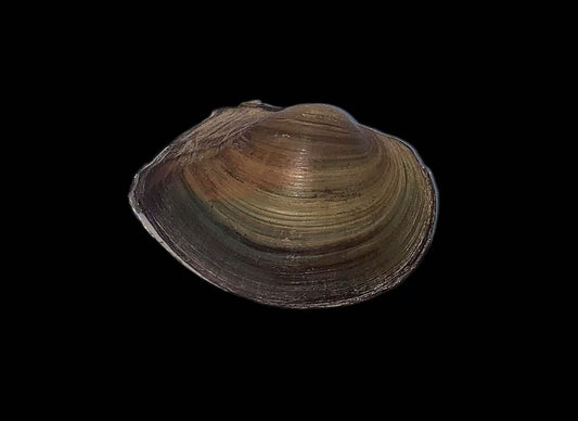 Anemina arcaeformis freshwater mussel from Fujian, ovate shell with angular shoulder and greenish-brown surface