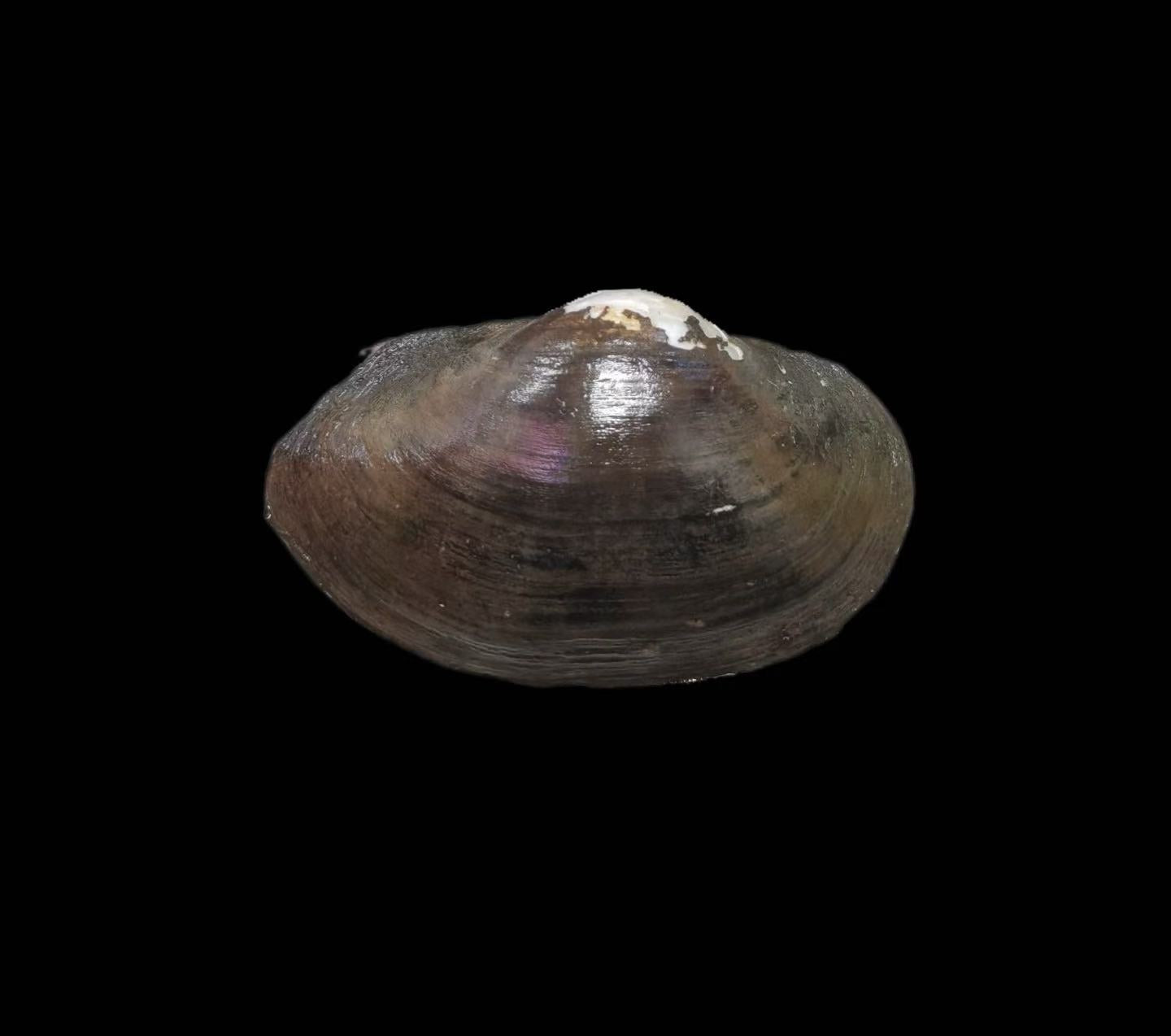 Buldowskia shadini freshwater mussel from Jilin, China, with a thin, lightweight shell