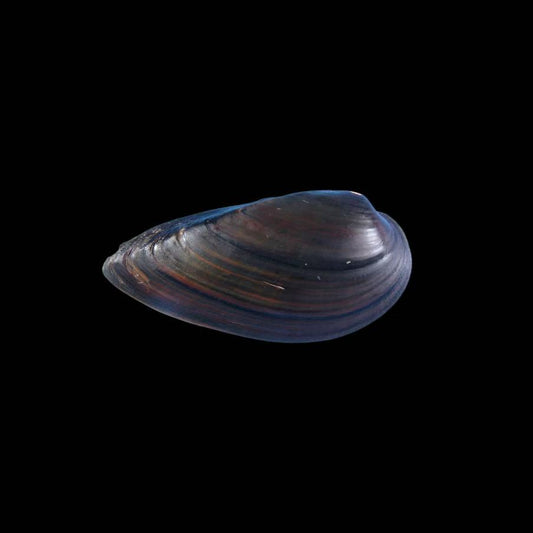 Cuneopsis heudei freshwater bivalve from Jiangxi