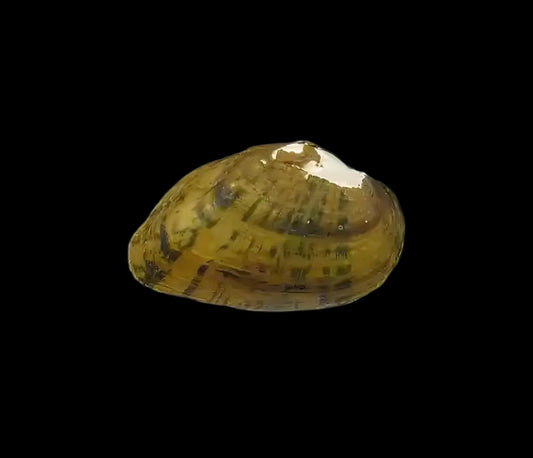 Diaurora aurorea freshwater mussel from Anhui, China, with golden-yellow to dark yellowish shell and green patterns