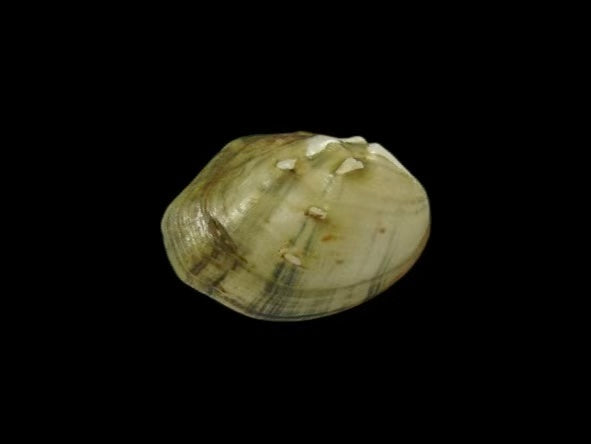 Globunio mirificus rare miniature mussel from Hunan, inflated globose shell with sharp spines