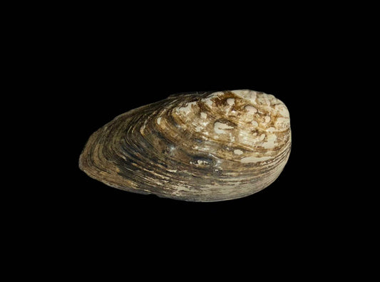 Lamprotula bazini extinct Unionidae specimen from Heb