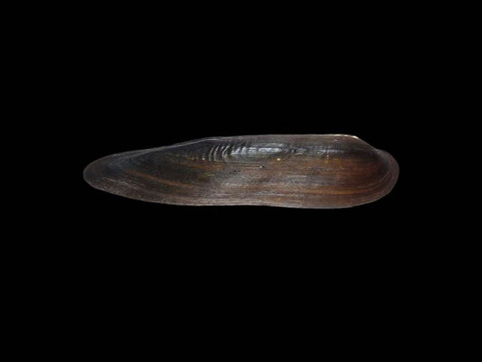 Lanceolaria eucylindrica cylindrical freshwater mussel from Jiangxi, China
