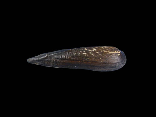 Lanceolaria gladiola freshwater bivalve from Zhejiang
