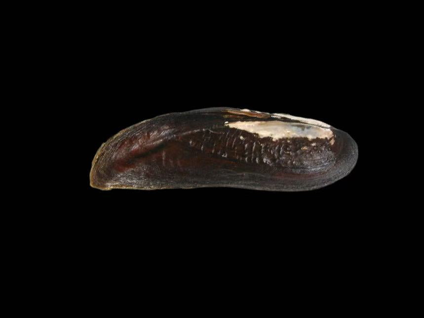 Lanceolaria triformis mussel from Hunan, extremely elongated lanceolate shell, dusky brown coloration