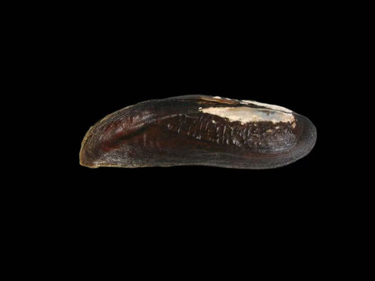 Lanceolaria triformis mussel from Hunan, extremely elongated lanceolate shell, dusky brown coloration