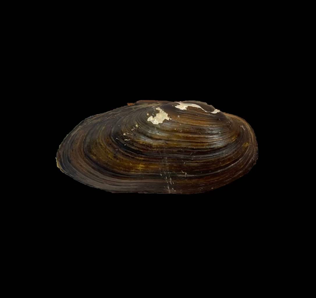 Middendorffnaia mongolic mussel from Inner Mongolia, rare Unionidae with restricted distribution