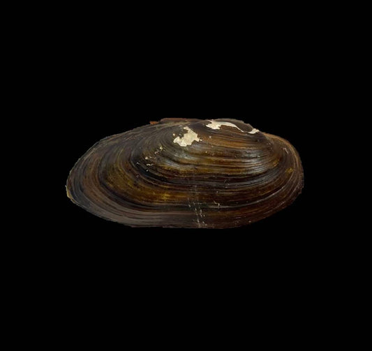 Middendorffnaia mongolic mussel from Inner Mongolia, rare Unionidae with restricted distribution