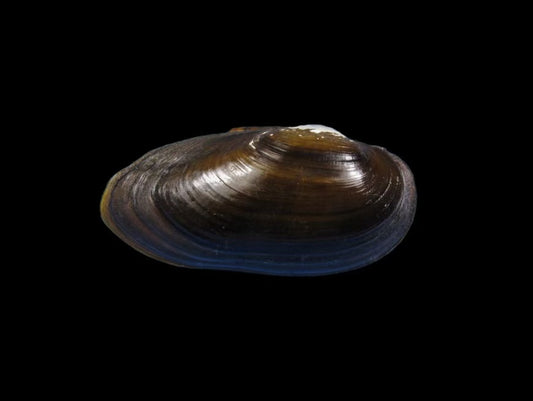 Nodularia douglasiae freshwater mussel from Nanjing, China – elongate ovate shell with moderate inflation