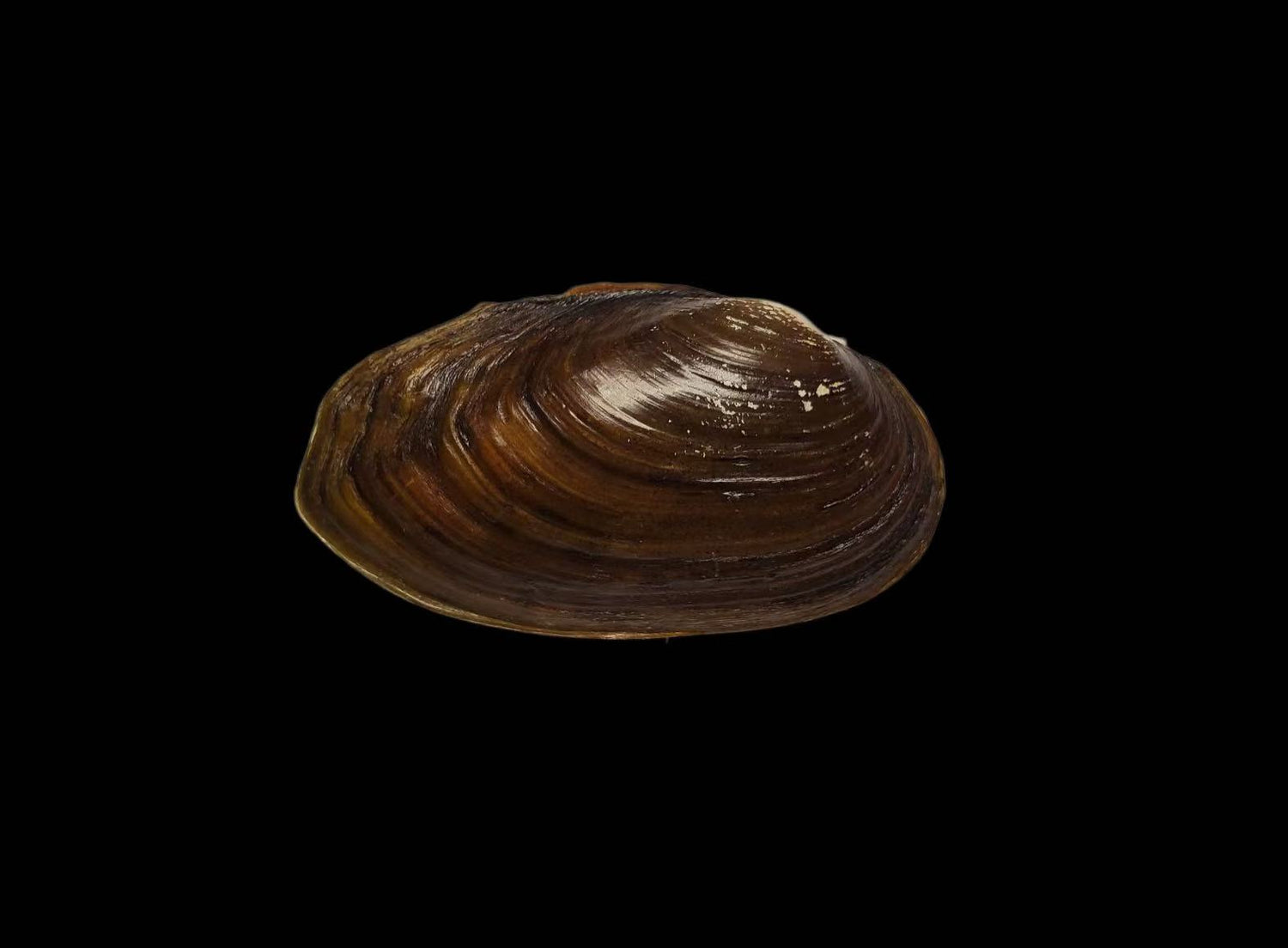 Nodularia micheloti mussel from Guizhou, thick elongate-ovate shell with concentric growth lines
