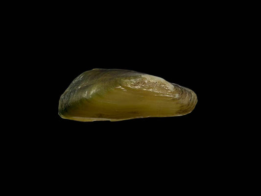 Parvasolenaia rivularis freshwater mussel from Anhui, China, with green shell, thin shell wall, and edentulous hinge