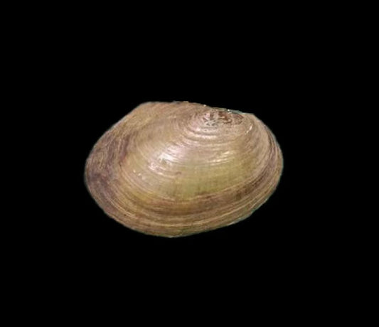 Pletholophus guangzhouensis mussel from Guangzhou, elliptical robust shell with pronounced growth lines