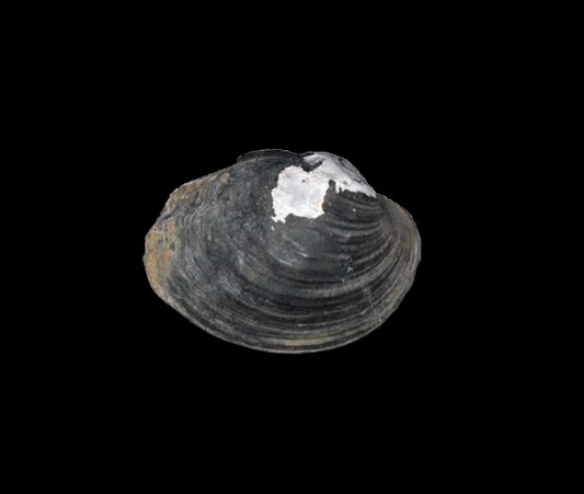 Pseudobaphia biesiana extinct Unionidae specimen from Sichuan Plateau