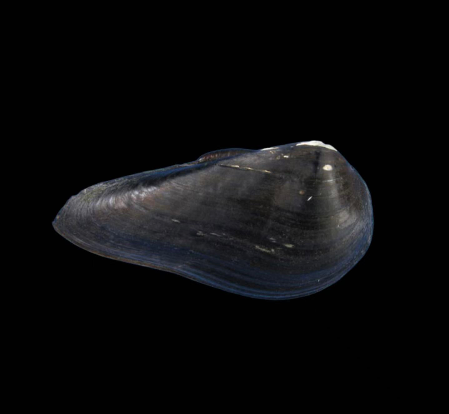 Pseudocuneopsis capitata mussel from Hunan, large thick heavy shell, representative of the genus
