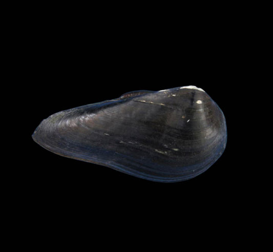 Pseudocuneopsis capitata mussel from Hunan, large thick heavy shell, representative of the genus