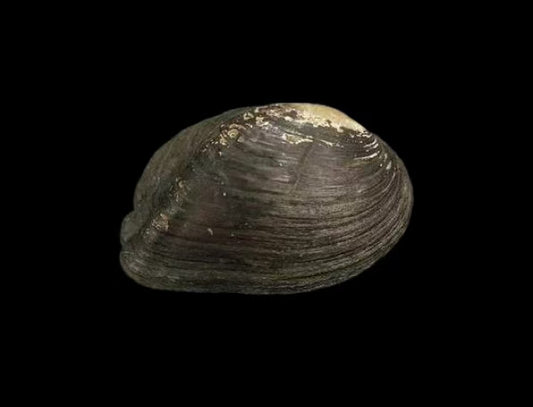 Pseudocuneopsis sichuanensis mussel from Sichuan, dark brown shell with coarse growth lines and ridges
