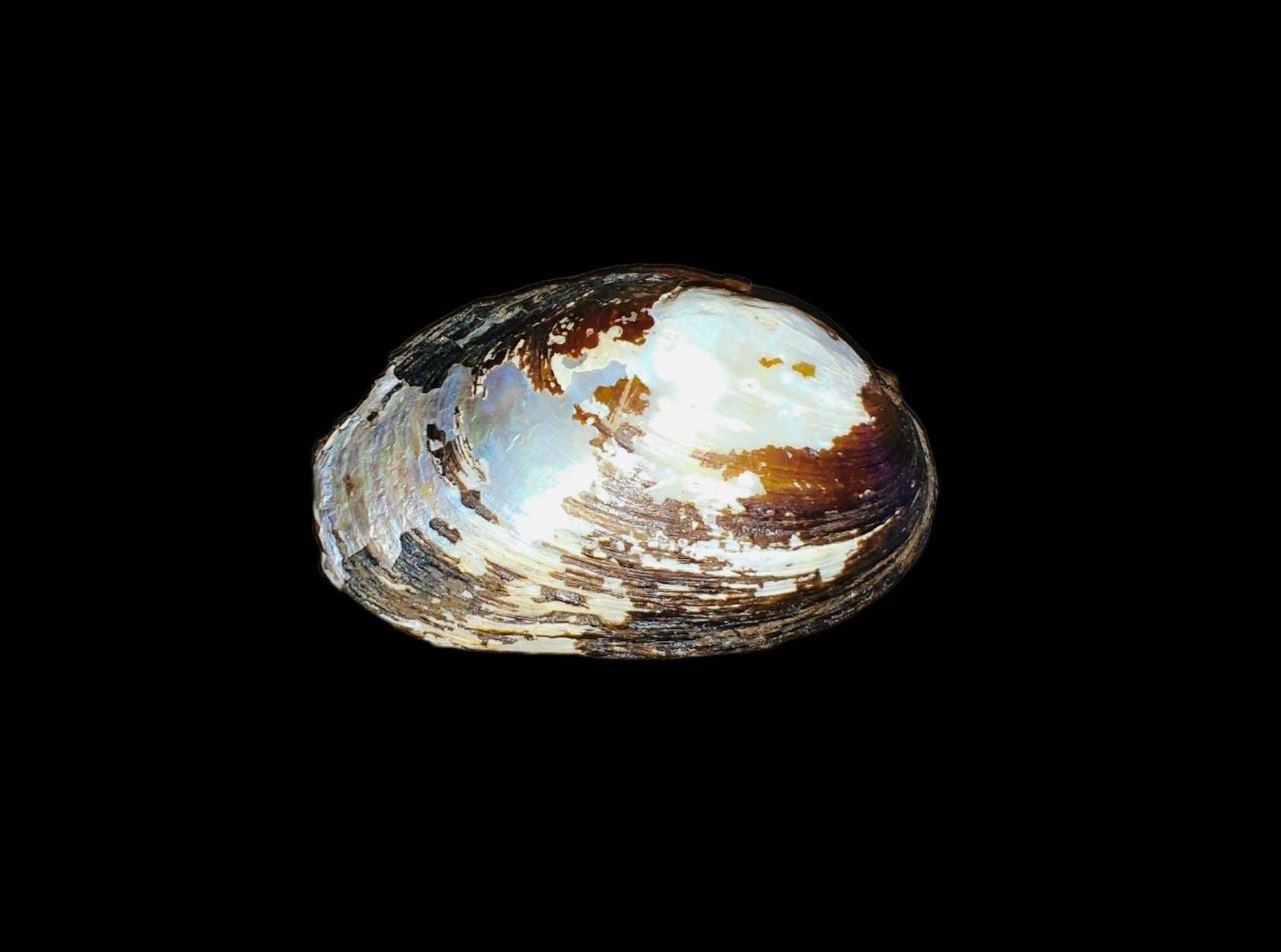 Rhombuniopsis heres extinct Unionidae specimen from Yunnan Plateau