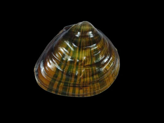 Schistodesmus lampreyanus mussel from Guangxi, triangular thick shell with concentric ridges and green rays