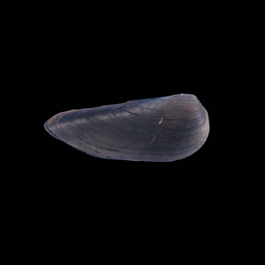 Tchangsinaia pisciculus freshwater mussel from Jiangxi, China, with distinctive shell deflection