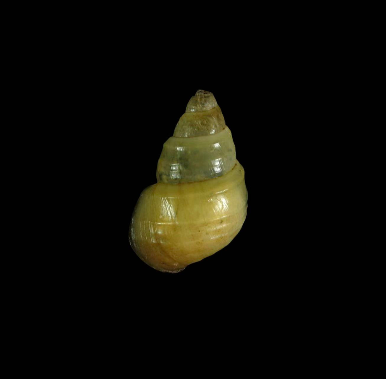 Bithyniidae freshwater snail specimen for taxonomy and ecological research