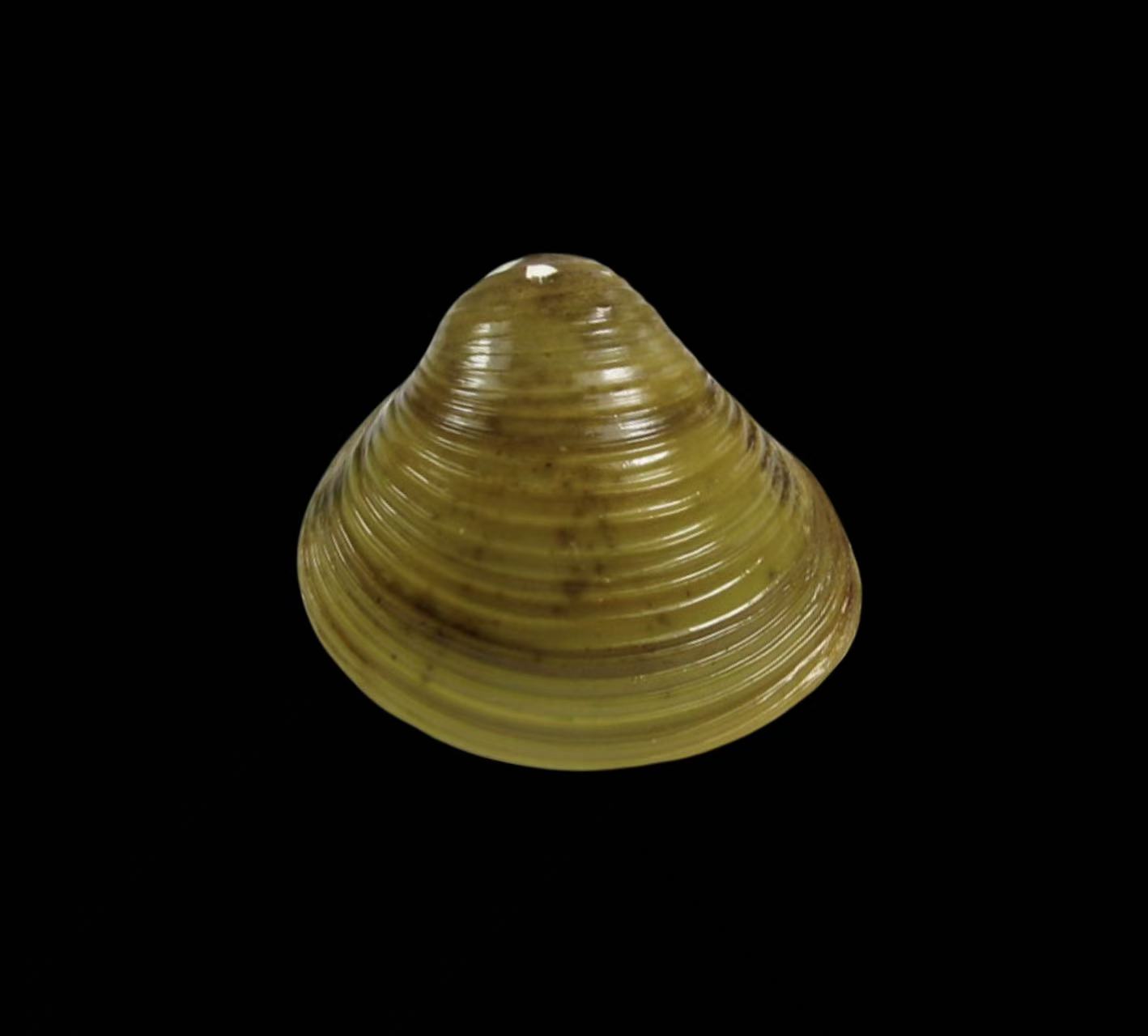 Cyrenidae freshwater bivalve specimen for taxonomy research and shell collections
