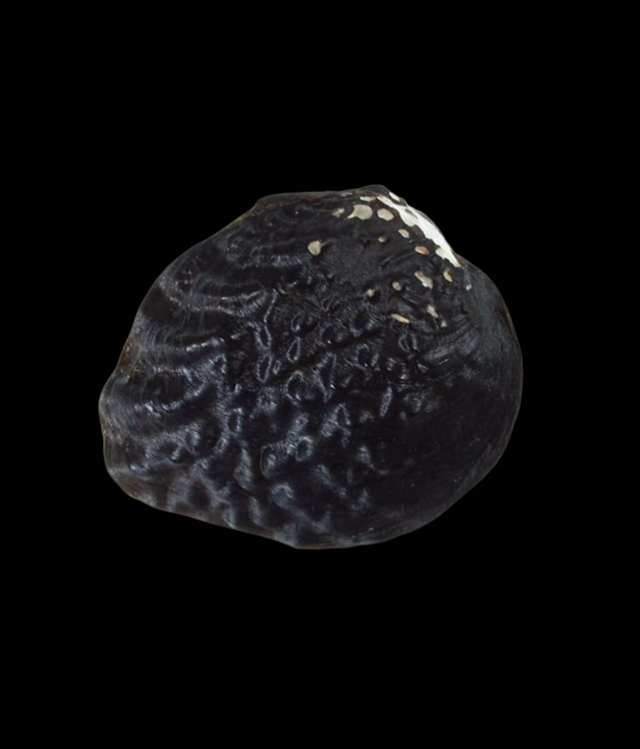 Margaritiferidae freshwater pearl mussel specimen for taxonomy, biodiversity research, and authentic shell collections