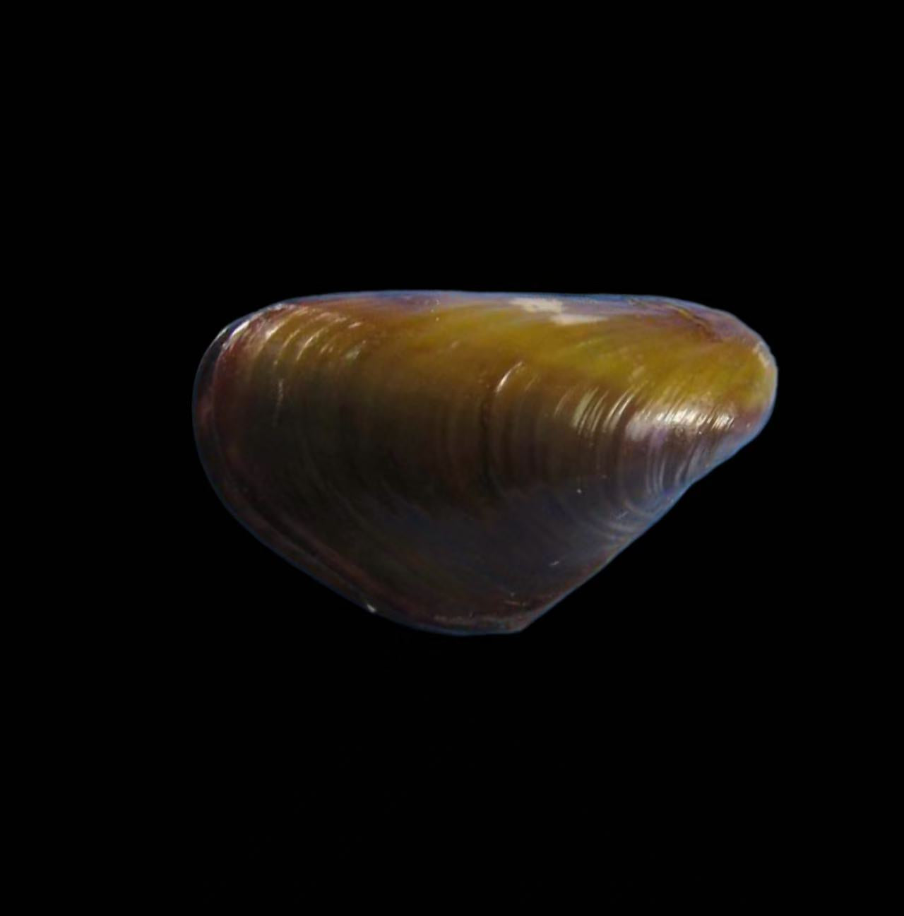 Mytilidae mussel specimen showing evolutionary transitions across marine, brackish, and freshwater habitats for taxonomy and biodiversity studies