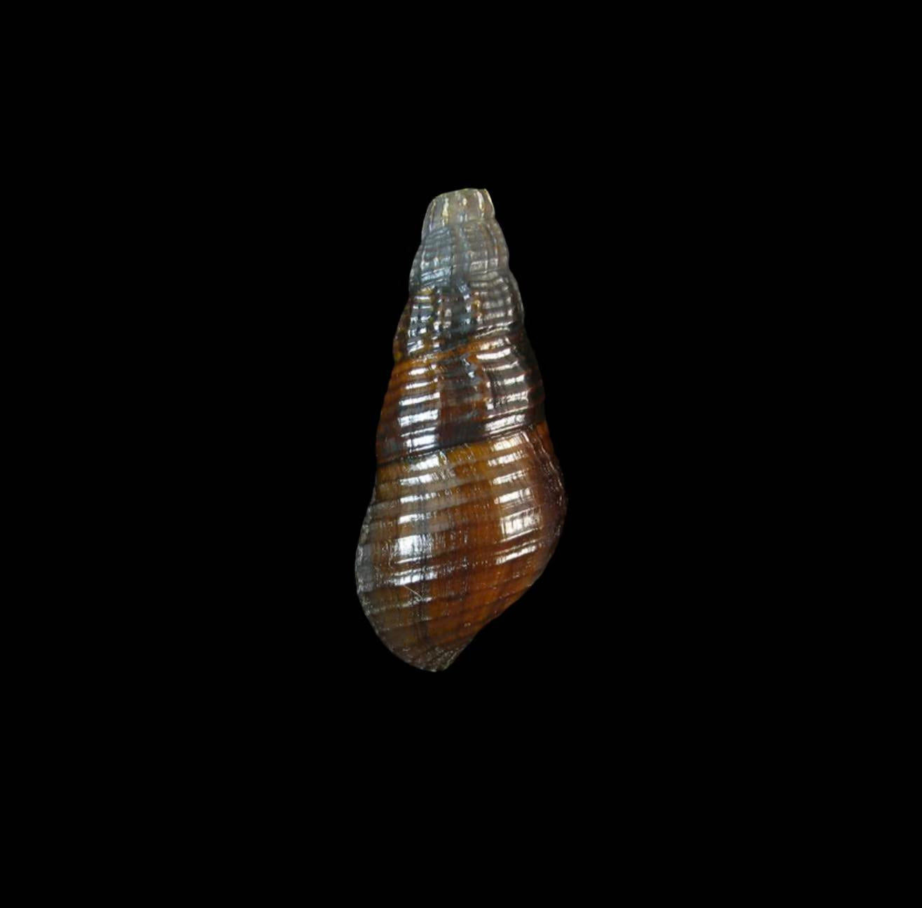 Pachychilidae tropical freshwater snail specimen for taxonomy research and shell collecting
