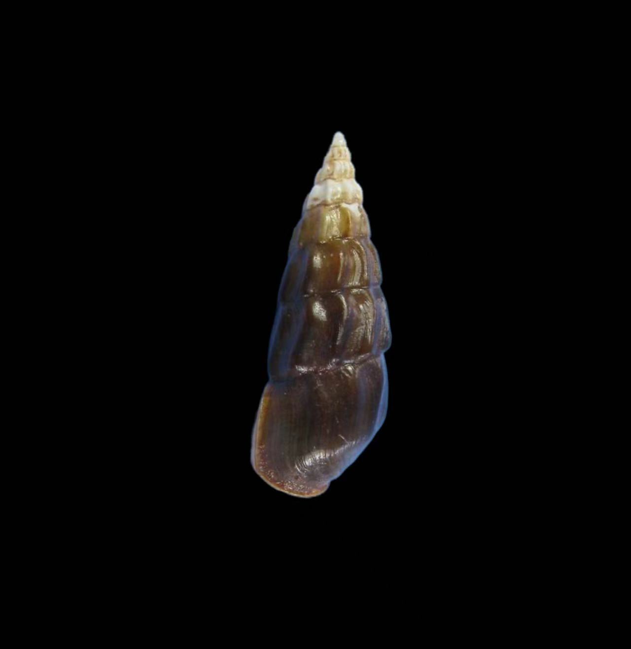 Pomatiopsidae freshwater snail specimen for taxonomy and ecological research