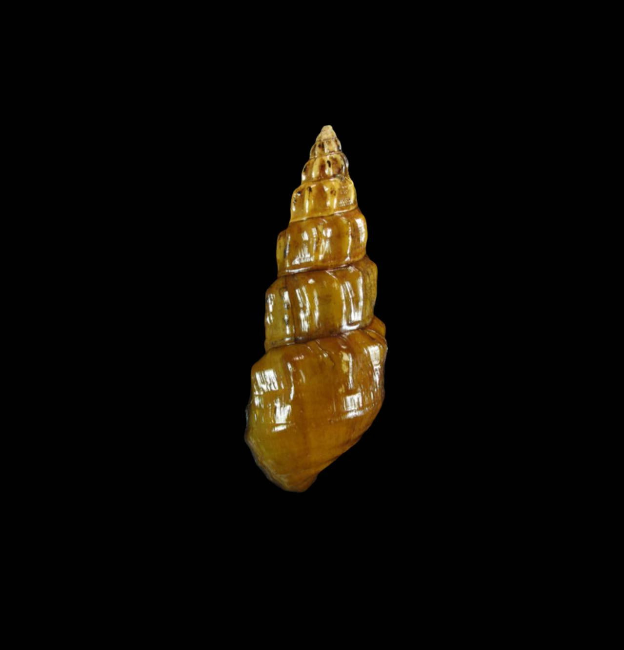 Semisulcospiridae freshwater snail specimen for taxonomy and ecological research