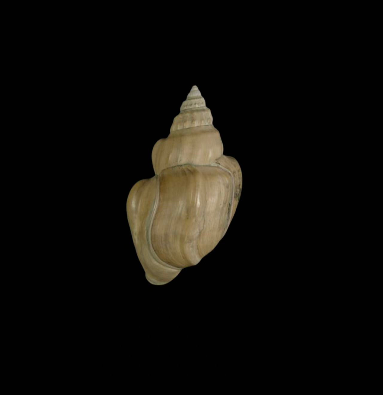 Thiaridae (Melania Snails) freshwater specimen for taxonomy research and shell collecting