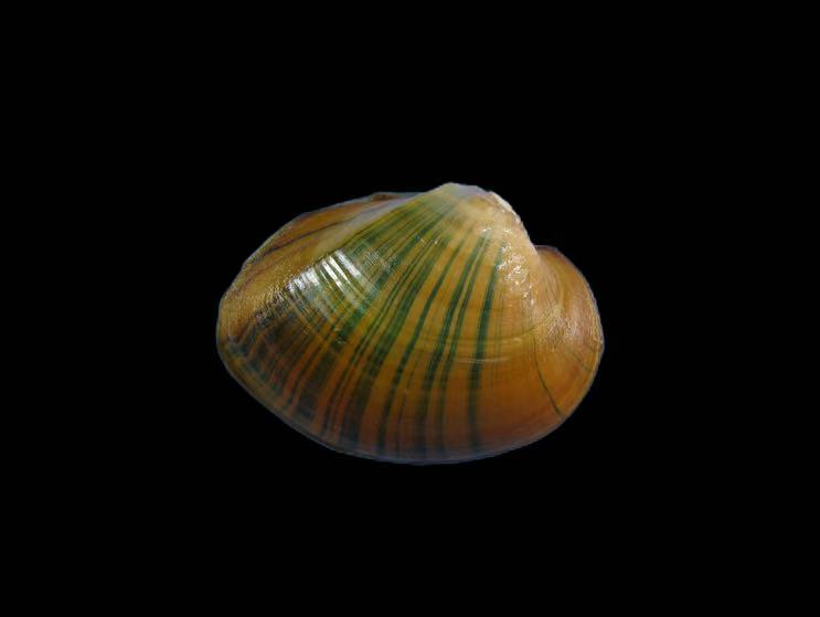 Unionidae freshwater mussel specimen for taxonomy, ecological research and shell collections