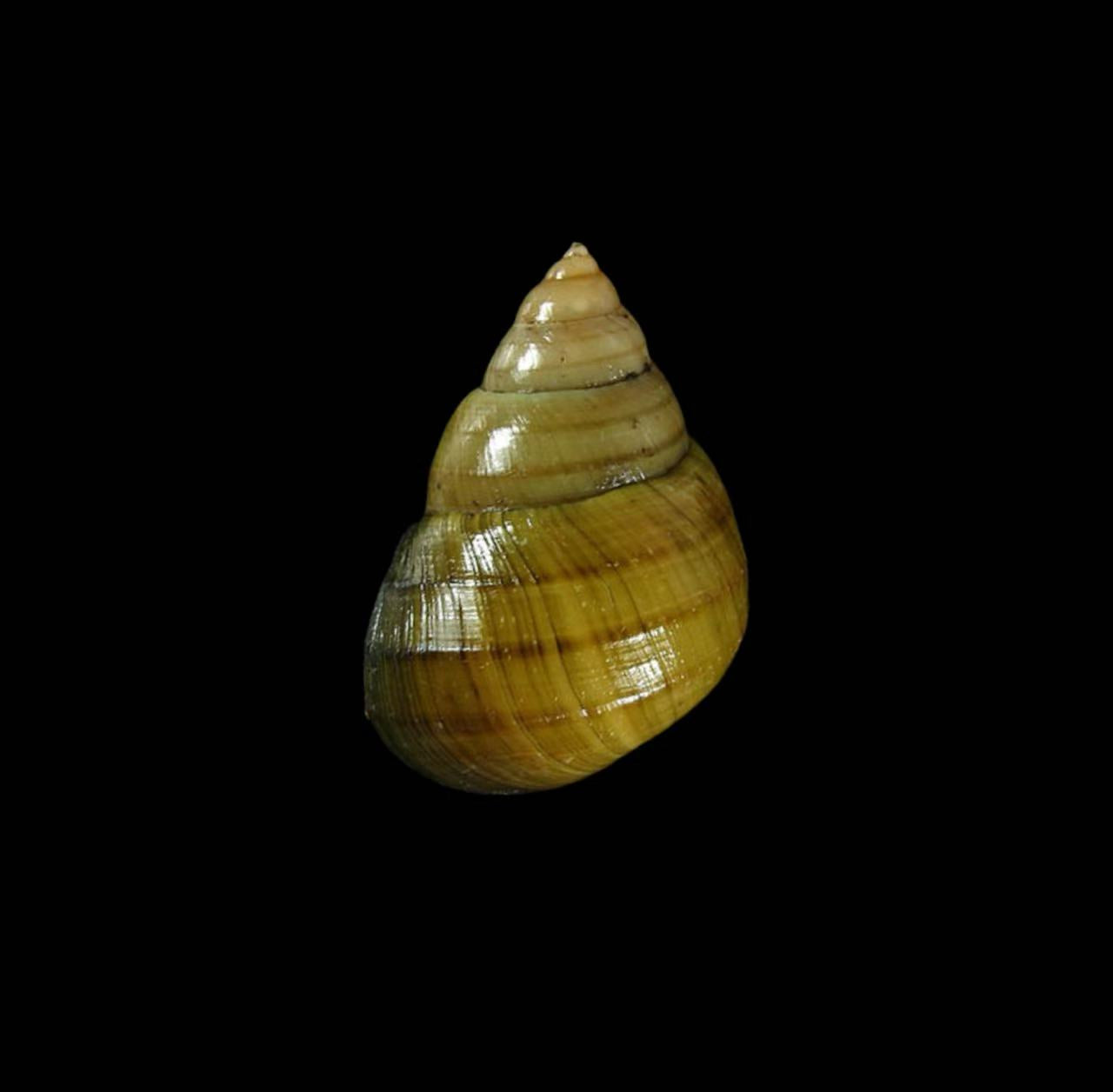 Viviparidae river snail specimen for taxonomy, ecological studies and ornamental collections