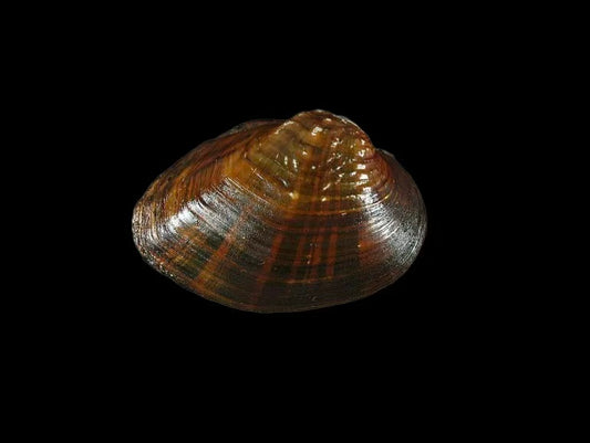 Acuticosta chinensis freshwater mussel from Hunan, China, with bright yellow to dark brown shell and green radial bands