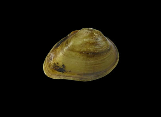 Acuticosta trisulcata freshwater mussel from Jiangxi, China, showing three grooves at the umbo