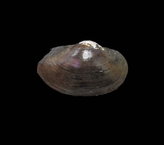 Buldowskia shadini freshwater mussel from Jilin, China, with a thin, lightweight shell