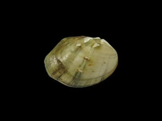 Globunio mirificus rare miniature mussel from Hunan, inflated globose shell with sharp spines