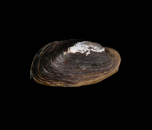 Koreosolenaia sitgyensis freshwater mussel from Liaoning, China, with a large broad size and black shell