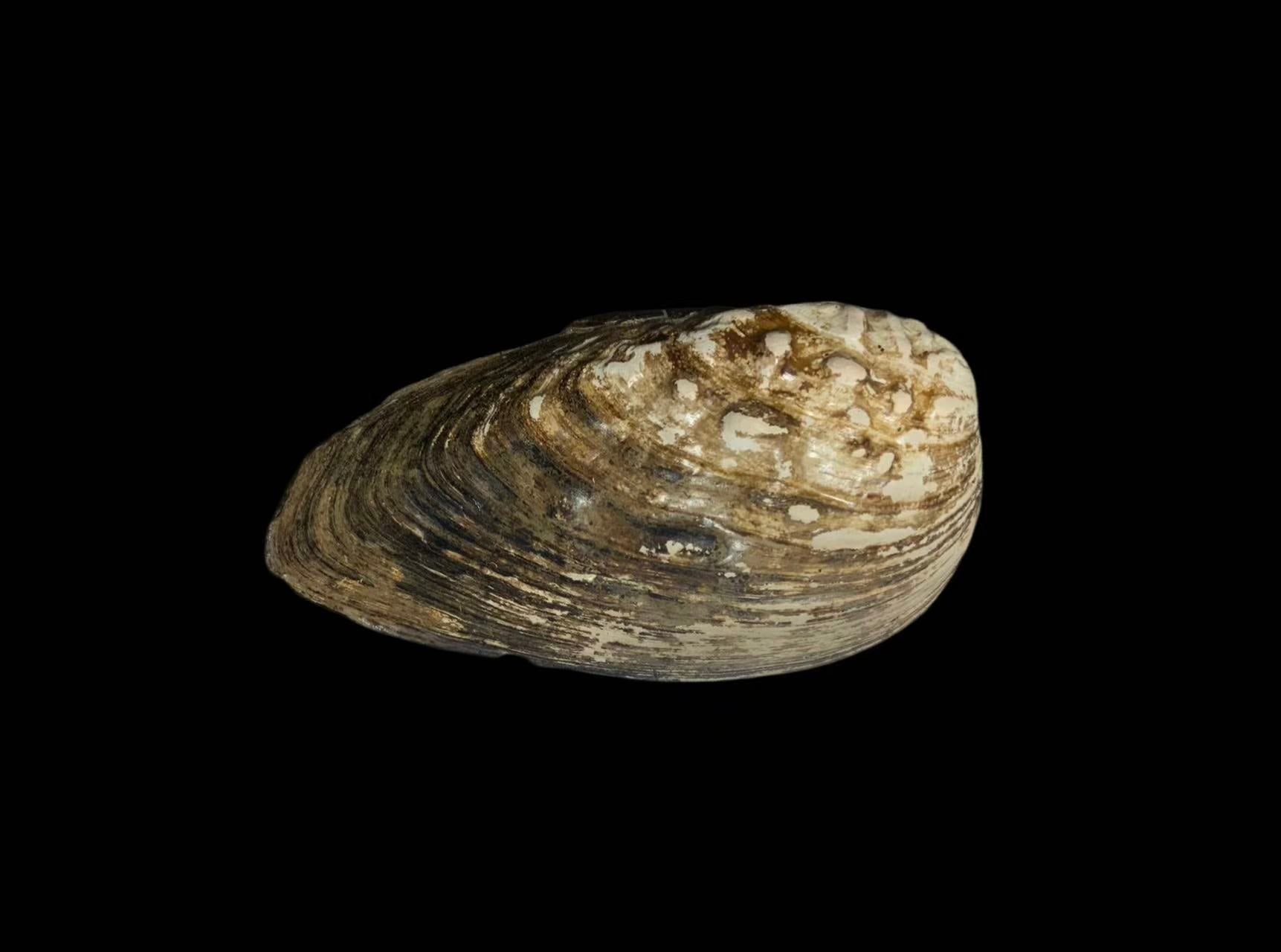 Lamprotula bazini extinct Unionidae specimen from Heb