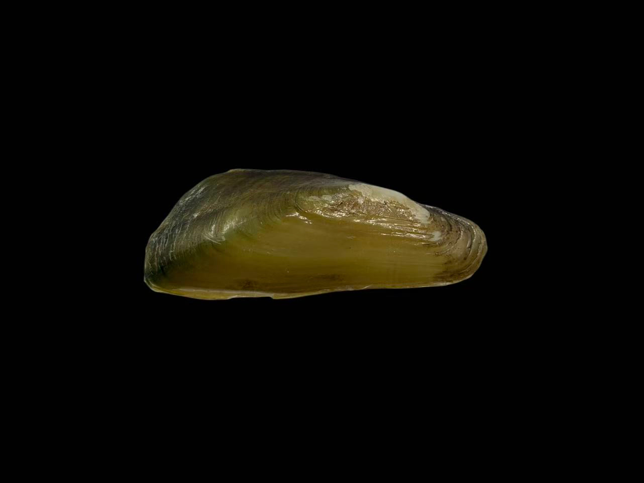 Parvasolenaia rivularis freshwater mussel from Anhui, China, with green shell, thin shell wall, and edentulous hinge