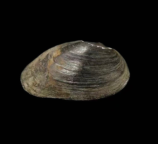 Pseudocuneopsis yangshuoensis mussel from Hunan, rounded shell with smooth periostracum and visible rays