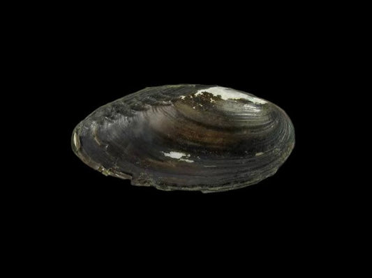 Ptychorhynchus pfisteri freshwater mussel from Jiangxi, China, distinguishing shell texture